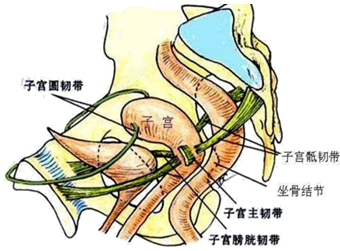 1解剖特点:    子宫峡部:    ①宫体与宫颈间最狭窄的位置
